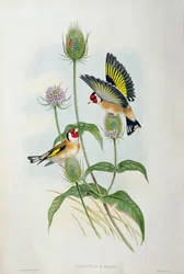 Chardonneret élégant (Carduelis Elegans)