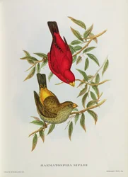 Haematospiza Sipahi, illustration de « Oiseaux d