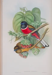 Harpactes Fasciatus, planche de Les Oiseaux de Grande-Bretagne de John Gould, publié 1862-73