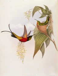 Colibris (Topaza Pyra) de A Monograph of the Trochilid