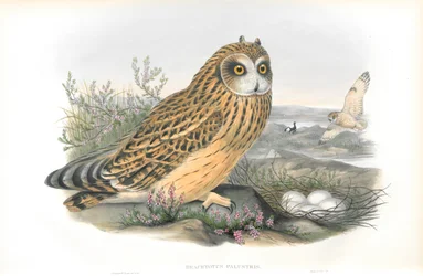 Illustration de Brachyotus Palustris (Hibou des marais)