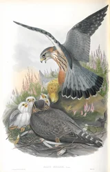 Illustration du Faucon émerillon