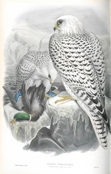 Illustration du Faucon gerfaut du Groenland (race sombre)