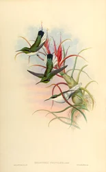 Illustration de Heliothrix phainolæma (= Heliothryx auritus phainolaemus) (colibri) sur Tillandsia bulbosa (broméliacée)