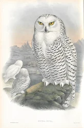 Illustration de Nyctea Nivea (Harfang des neiges)