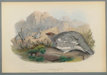 Lagopus Mutus, Plumage d