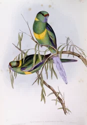 Perruche de Barnard (Platycercus ou Barnardius barnardi), gravure par John Gould