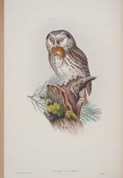 Nyctale Tengmalmi, planche tirée de The Birds of Great Britain par John Gould, publié 1862-73