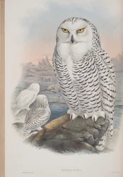 Nyctea Nivea, planche tirée de The Birds of Great Britain par John Gould, publié 1862-73