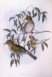 Loriot à dos olive (Oriolus sagittatus), gravure par John Gould