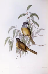 Graveur de John Gould, Siffleur olive (Pachycephala olivacea)