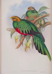 Pharomacrus Auriceps, planche de The Birds of Great Britain de John Gould, publié 1862-73