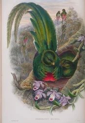 Pharomacrus Mocinno, planche de The Birds of Great Britain de John Gould, publié 1862-73