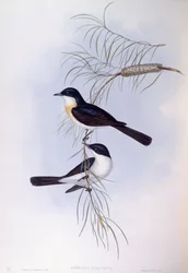 Moucherolle inquiet (Myiagra inquieta), gravure de John Gould