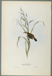 Salicaria Phragmatis : Phragmite des joncs