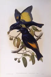 Jardinier satiné (Ptilonorhynchus violaceus), gravure de John Gould