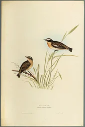 Saxicola Rubetra - Tarier des prés