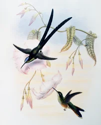 Colibri à queue en ciseaux (Hylonympha macrocerca), tiré de la Monographie des Trochilidae ou oiseaux-mouches (1849-1861) de John Gould (1804-1881), Royaume-Uni