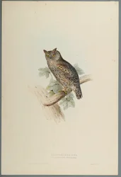 Scops Aldrovandi - Petit-duc scops