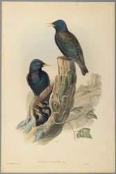 Étourneau : Sturnus Vulgaris (Linn)