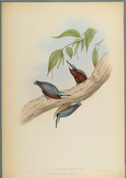Sitta Castaneoventris, Sittelle à ventre roux