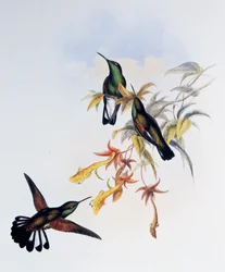 Colibri à queue rayée (Eupherusa eximia), gravure tirée de Monograph of Trochilidae or Humming Birds (1849-1861), par John Gould (1804-1881), Royaume-Uni