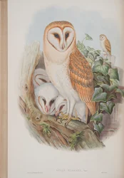 Strix Flammea, planche tirée de Les Oiseaux de Grande-Bretagne par John Gould, publié 1862-73