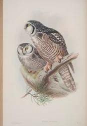 Surnia Funerea, planche tirée de The Birds of Great Britain par John Gould, publié 1862-73
