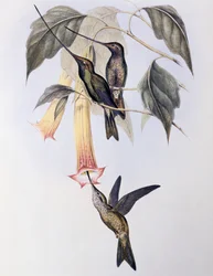 Colibri à bec d