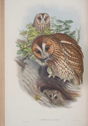 Syrnium Aluco, planche tirée de Les Oiseaux de Grande-Bretagne par John Gould, publié 1862-73