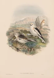 Les oiseaux de Grande-Bretagne : Plestrophanes nivalis