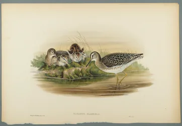 Totanus Glareola - Chevalier sylvain