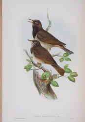 Turdis Atrogularis, planche de The Birds of Great Britain de John Gould, publié 1862-73