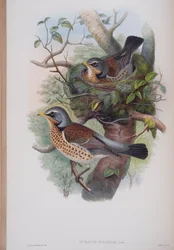 Turdus Pilaris, planche de The Birds of Great Britain de John Gould, publié 1862-73