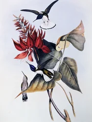 Colibri jacobin à cou blanc, gravure de Monographie des Trochilidae ou Colibris (1849-1861), par John Gould