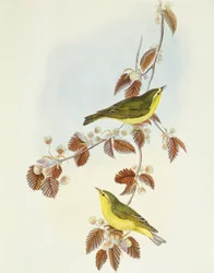 Pouillot siffleur (Phylloscopus sibilatrix), gravure par John Gould