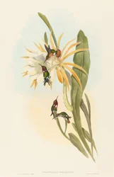 Calothorax heliodori