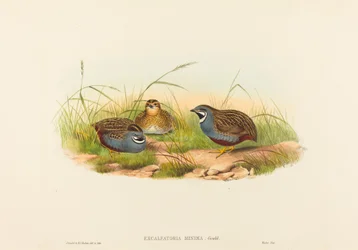 Excalftoria minima (Caille à poitrine bleue)