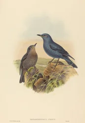Petrocossyphus cyanus (Merle bleu)