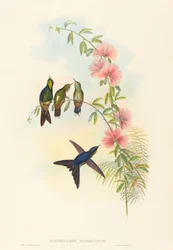 Ramphomicron microrhyncha (Petit-bec)