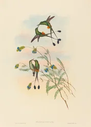 Spathura peruana (Racket-tail péruvien)