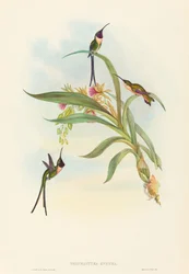 Tharmastura enicura (porte-traîne élancé)