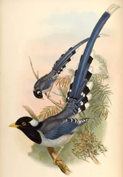 Pie bleue à bec jaune Urocissa flavirostris (Blyth)