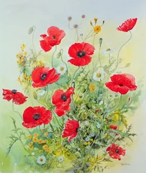 Coquelicots et camomille
