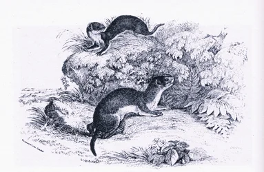 Études de blaireaux, Nature en Grande-Bretagne publiée par Collins
