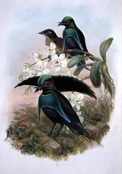 Lophornina - Superbe oiseau de paradis