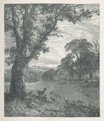 Cerfs autour d