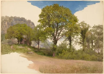 Arbres profilés contre le ciel