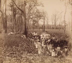 12 heures dans le déboisement, vers 1891