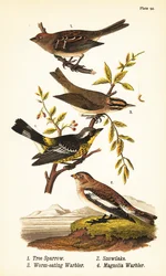 Bruant des arbres américain, Spizelloides arborea 1, bruant des neiges ou bruant des neiges, Plectrophenax nivalis 2, paruline mangeuse de vers, Helmitheros vermivorum 3, et paruline magnolia, Setophaga magnolia 4